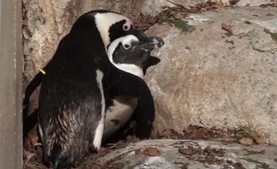 buddy pedro gay penguins toronto zoo